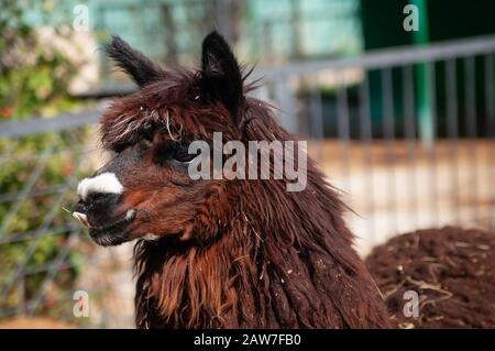 Lama brun sur la droite avec l'espace de copie sur le fond vert gauche flou avec petite ombre brun fury animal de ferme portrait de lamas alpaga Banque D'Images