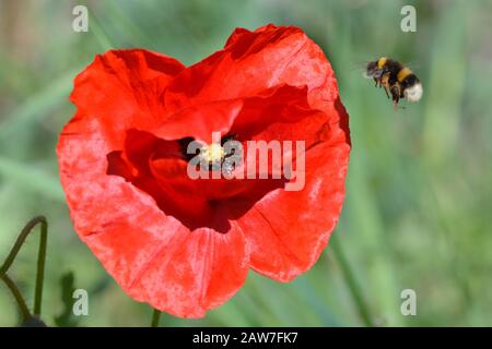 Bourdon sur poppy Banque D'Images