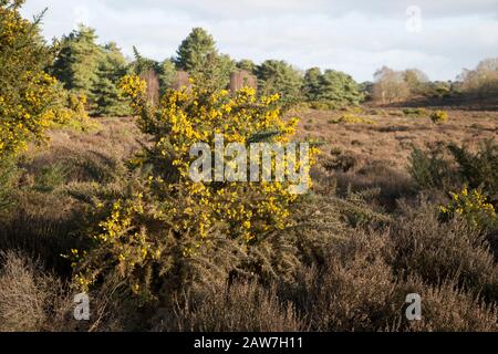 Fleurs jaunes d'arbuste vert à feuilles persistantes Gorse Ulex europaeus, également connu sous le nom de furze, poussant sur un buisson dans Suffolk Sandlings Heathland, Angleterre, Royaume-Uni Banque D'Images