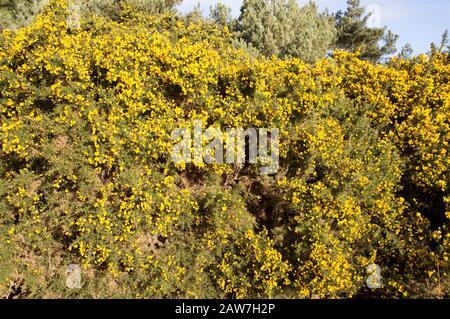 Fleurs jaunes d'arbuste vert à feuilles persistantes Gorse Ulex europaeus, également connu sous le nom de furze, poussant sur un buisson dans Suffolk Sandlings Heathland, Angleterre, Royaume-Uni Banque D'Images