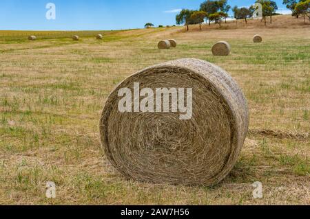 Gros plan de la balle de paille ronde sur un champ. Agriculture contexte Banque D'Images