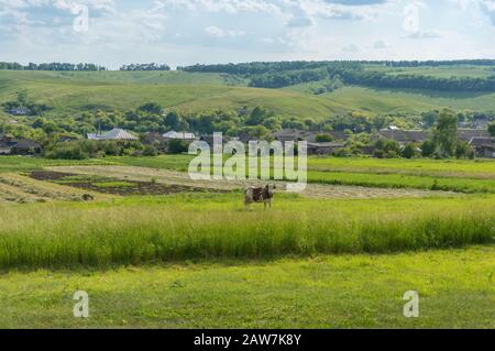 Paysage de campagne avec vache rouge et blanche sur pâturage avec village sur fond Banque D'Images