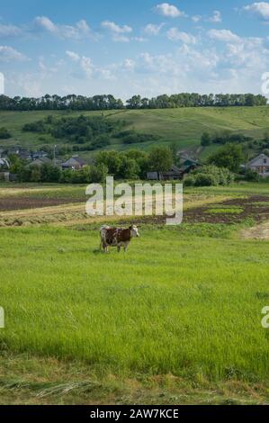 Paysage rural avec vache à cheval sur le pâturage vert dans la campagne. Contexte du village Banque D'Images