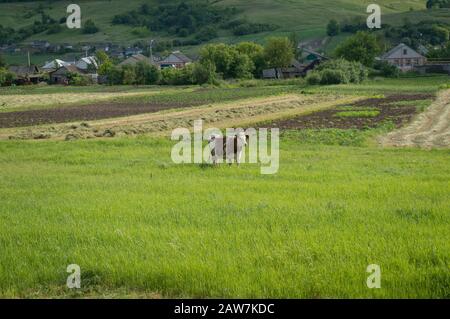Vache à lait cornée sur pâturage vert avec village sur le fond. Scène pastorale rurale d'été Banque D'Images