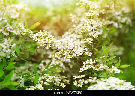 Fleurs de cerisier d'oiseau avec fond vert flou. Branches de fleurs de cerisiers d'oiseaux en fleurs dans le parc. Blossom De Printemps. Lumière Du Soleil. Banque D'Images