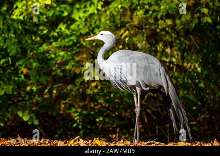 L'Blue Crane, Grus paradisea, est une espèce d'oiseau Banque D'Images