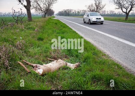 Animal mort couché sur le côté de la route après collision avec le véhicule. Banque D'Images