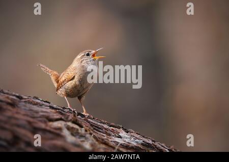 Petit wren eurasien, troglodytes troglodyte, chantant dans la forêt de printemps Banque D'Images