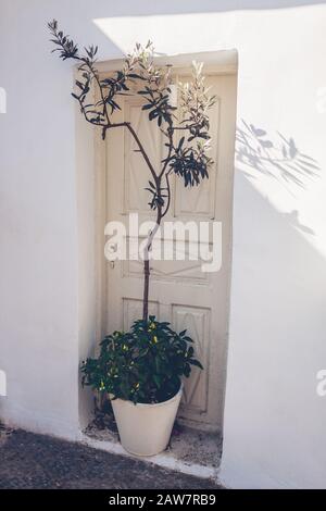 L'olivier pousse en pot par des portes blanches sur l'île de Santorin, Grèce. Décoration de rue. Design extérieur Banque D'Images