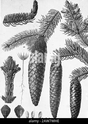 Arbres de conifères, forêts, avenues, botanique, Picea excelsa Date: Non daté mots clés: Arbres, forêts, botanique, avenues, résineux Nom De La Personne: Picea excelsa Banque D'Images