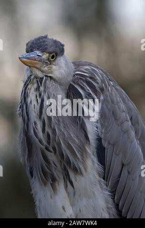 Portrait d'un héron gris immature (Ardea cinerea) Banque D'Images
