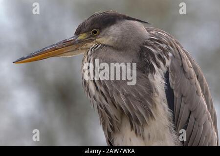 Portrait d'un héron gris immature (Ardea cinerea) Banque D'Images