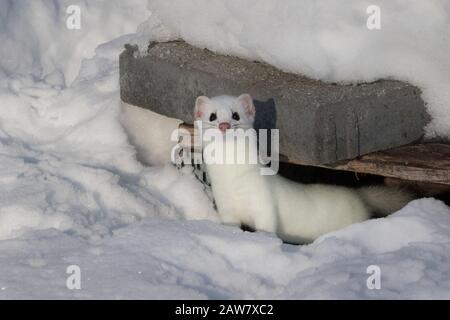 Attisez-vous dans la neige en sortant de son refuge et en regardant l'appareil photo Banque D'Images