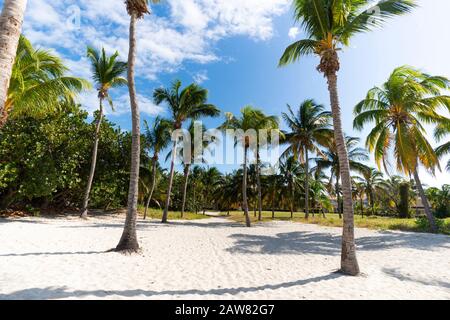 Vue du matin sur la palmeraie. De grands palmiers poussent sur le sable blanc clair près de la mer. Beau paysage exotique. Des vacances en été sur l'île c Banque D'Images