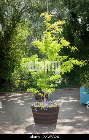 Un spécimen de Gleditsia triacanthos F. inermis 'Sunburst' grandit dans un semoir dans un parc de poche à Calne Wiltshire Angleterre Royaume-Uni Banque D'Images