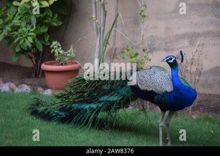 Magnifique paon indien coloré pafchouette paon roaming à pied dans la maison arrière-cour pour les grains de nourriture avec de longs pathersBeautiful coloré indien Pea Banque D'Images