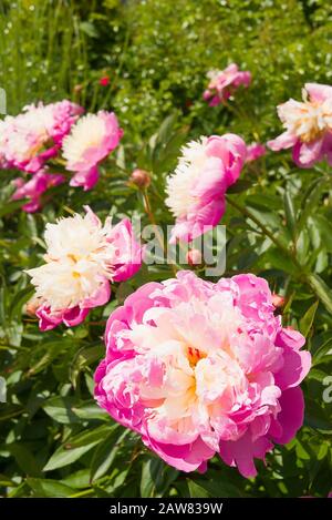 Peony Bowl of Beauty Floraison dans un jardin anglais ajoutant un parfum léger à l'air Banque D'Images