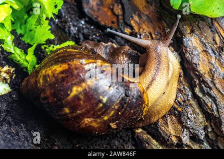 Single Giant African Snail - latino Achatina fulica - escargot tropical connu aussi sous le nom de Giant African Land Snail habitant nativement l'Afrique de l'est, dans un zoo Banque D'Images