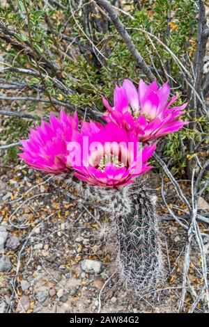 Strawberry cactus hérisson, Echinocereus engelmannii, fleuris, Désert de Chihuahuan, Big Bend National Park, Texas, États-Unis Banque D'Images