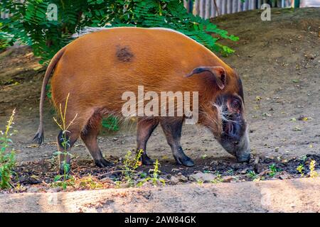 Single Red River Hog - latino Potamochoerus porcus - connu aussi sous le nom de Bush Pig habitant nativement des forêts de Guinée et du Congo en Afrique, dans un zoo Banque D'Images