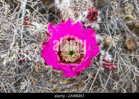 Strawberry cactus hérisson, Echinocereus engelmannii, fleuris, Désert de Chihuahuan, Big Bend National Park, Texas, États-Unis Banque D'Images