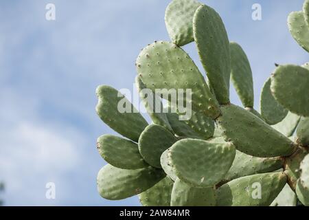 Cactus fournissant des fruits biologiques frais qui poussent dans le sud de la France Banque D'Images