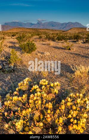 Pirouette de cactus en fleur, montagnes de Chisos à distance, désert de Chihuahuan, parc national de Big Bend, Texas, États-Unis Banque D'Images