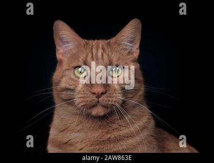 Portrait de chat sérieux regardant directement à l'appareil photo. Isolé sur fond noir. Banque D'Images