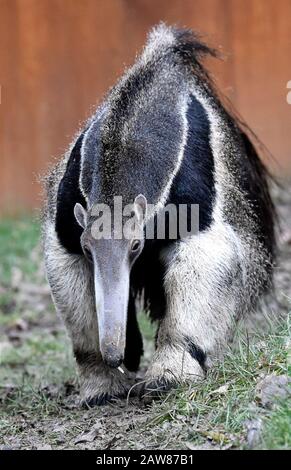 Zlin, République Tchèque. 7 février 2020. Un sanglier géant (Myrmecophaga tridactyla) mâle est vu dans le zoo de Zlin, en République tchèque, le 7 février 2020. Crédit: Dalibor Gluck/Ctk Photo/Alay Live News Banque D'Images