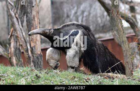 Zlin, République Tchèque. 7 février 2020. Un sanglier géant (Myrmecophaga tridactyla) mâle est vu dans le zoo de Zlin, en République tchèque, le 7 février 2020. Crédit: Dalibor Gluck/Ctk Photo/Alay Live News Banque D'Images