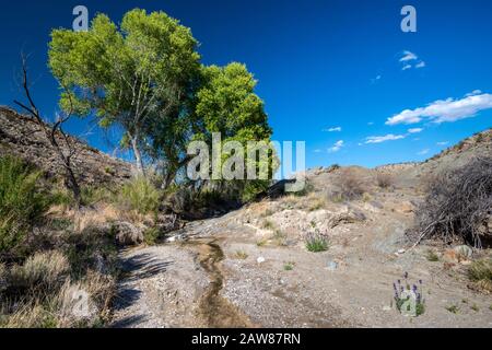 Cottonwood Trees at McKinney Spring, une oasis dans le désert de Chihuahuan à Old Ore Road, route jeep dans le parc national de Big Bend, Texas, États-Unis Banque D'Images