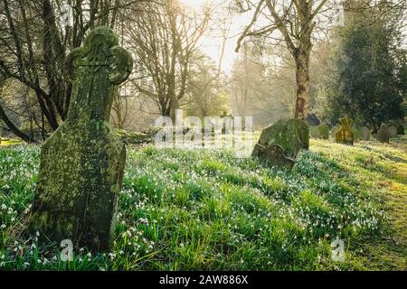 Renouvellement et régénération : petites fleurs blanches de neige qui poussent dans un joli cimetière au printemps Banque D'Images