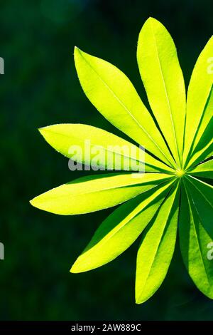 Feuilles de lupin vert à la lumière du soleil sur un fond sombre. Banque D'Images