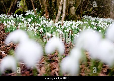 Fleurs blanches abondantes qui poussent sur un sol boisé Banque D'Images