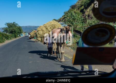 Mekele, Ethiopie - Nov 2018: Chameau transportant beaucoup de foin et être guidé sur une route locale à côté et le passage de camion Banque D'Images