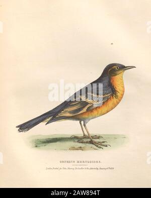 Orpheus meruloides (mockingbird) plaque de couleur des oiseaux nord-américains de faune boreali-americana; Ou, La zoologie des régions septentrionales de l'Amérique britannique, contenant des descriptions des objets d'histoire naturelle recueillis lors des expéditions de terres du Nord tardif sous le commandement du capitaine Sir John Franklin par Richardson, John, sir 1787-1865 Publié en 1829 Banque D'Images