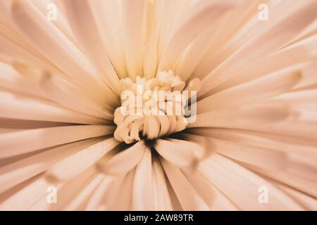 Macro de fleur de chrysanthème. Texture florale. Pétales de fleur gros plan Banque D'Images