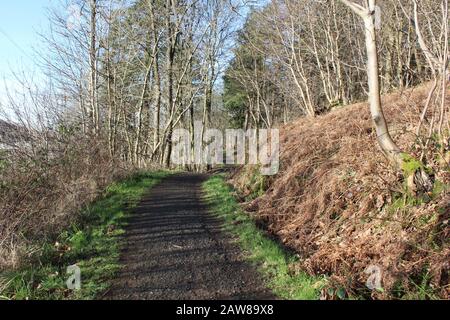 Vue d'hiver sur les bois de Bluebell Banque D'Images