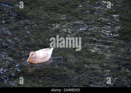 Un canard malard femelle adulte avec la condition leuciste rare. Banque D'Images