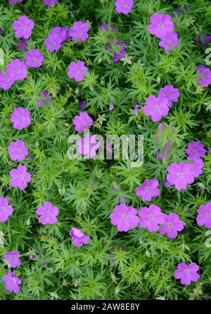 Géranium Sanguineum fleurs extérieur coloré vue verticale Banque D'Images