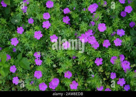 Fleurs fleuries moquette Banque D'Images