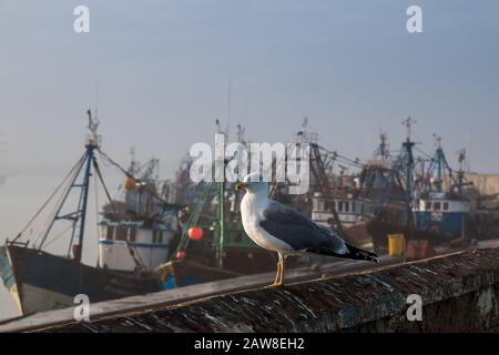 Un matin brumeux avec une mouette qui s'asseyait sur une clôture. De nombreux bateaux dans le port en arrière-plan. Essaouira, Maroc. Banque D'Images