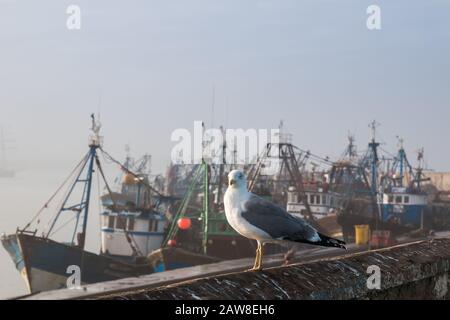 Un matin brumeux avec une mouette qui s'asseyait sur une clôture. De nombreux bateaux dans le port en arrière-plan. Essaouira, Maroc. Banque D'Images