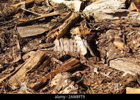 Sol sec avec copeaux de bois dans la forêt. Sol forestier avec herbe et brindilles. Fond de la nature Banque D'Images