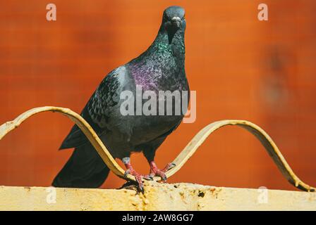 un pigeon curieux se trouve sur une clôture en métal peint forme d'onde sur un arrière-plan rouge flou Banque D'Images