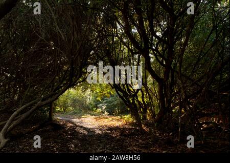 Un chemin qui traverse de sinistres buissons sombres dans un chemin éclairé par un soleil clair Banque D'Images