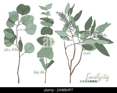 Eucalyptus ensemencés, dollar d'argent, feuilles d'arbre bleu de bébé Illustration de Vecteur