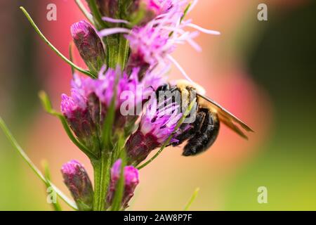 Gros plan sur une abeille qui extrait du pollen d'un liatris pourpre fleuri dans un jardin d'été Banque D'Images