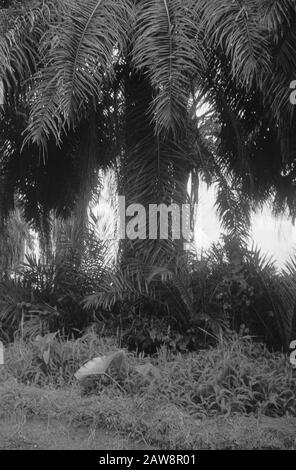 République: Dolok Simoembah, Pralat Bidamanik, à l'est de Pematang Siantar; purges sur la côte est de l'arbre de la paume de Sumatra et gommage Date: 1er novembre 1947 lieu: Indonésie, Antilles néerlandaises de l'est, Sumatra Banque D'Images