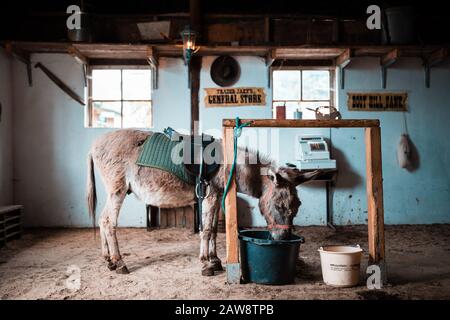 Un âne dans une grange de nourriture, dans le cadre de l'ouest du Texas. Grange de style rétro Banque D'Images